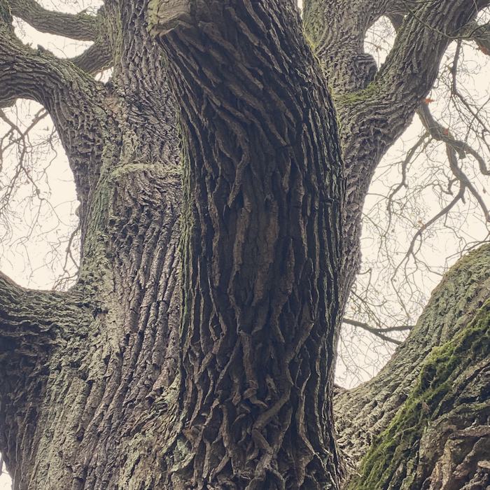 Überwallte Schnittstelle an einem Naturdenkmal