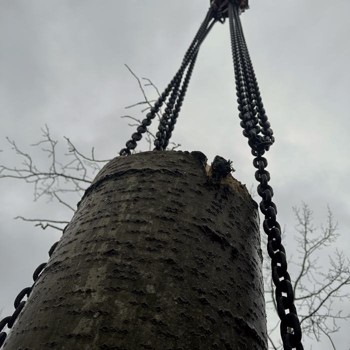 Kranfällung, Kette am Stamm angeschlagen
