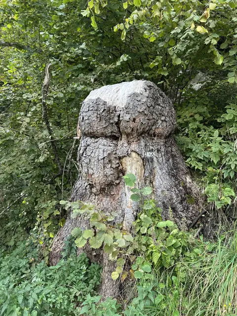 Alter Stubben mit dickem Überwallungswulst, ringsum Aufwuchs