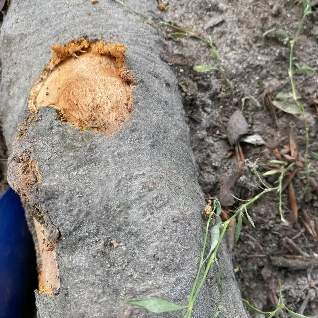 Nachgeschnittene Wurzel mit glatter, heller Schnittfläche