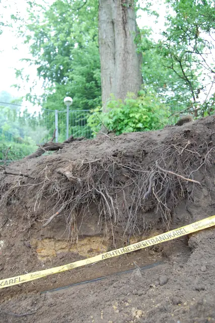 Baugrube dicht am Stamm, der Wurzelteller ist auf ganzer Breite angeschnitten