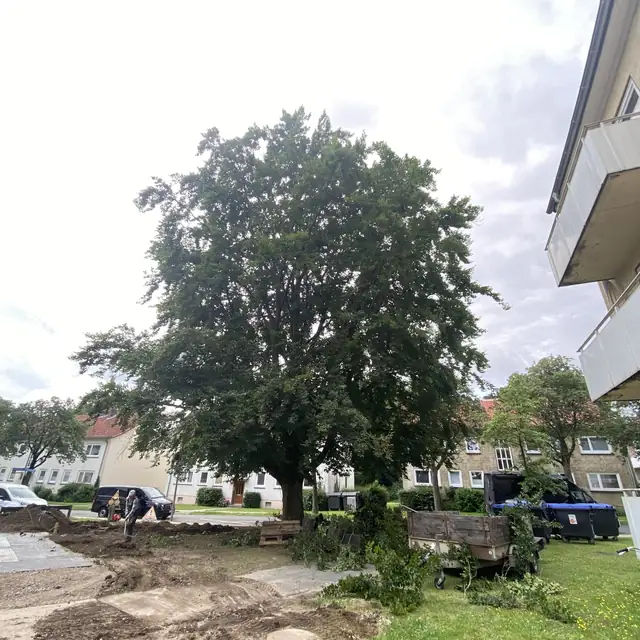 Großer Straßenbaum, davor eine offene Baugrube im Grünstreifen