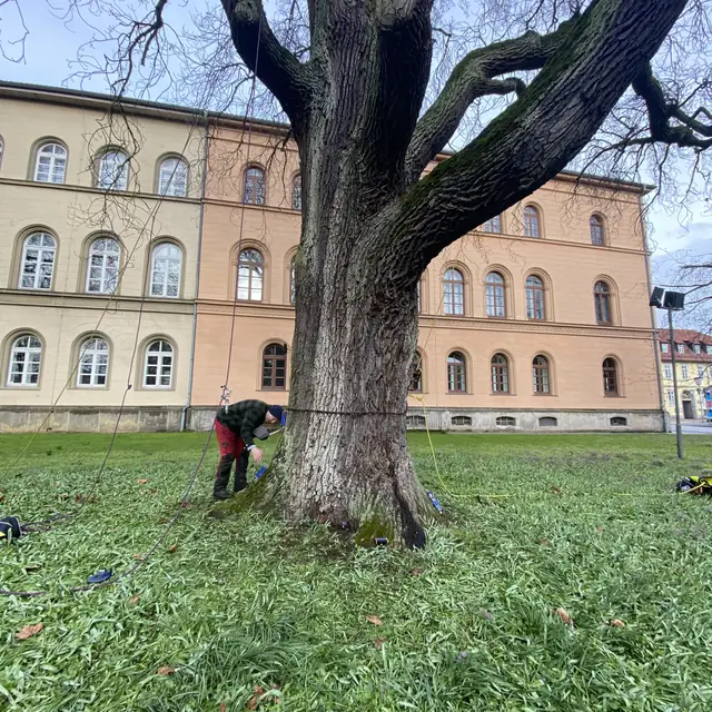 Alter Laubbaum vor einem großen Gebäude, ein Seil führt vom Stamm über die Fläche