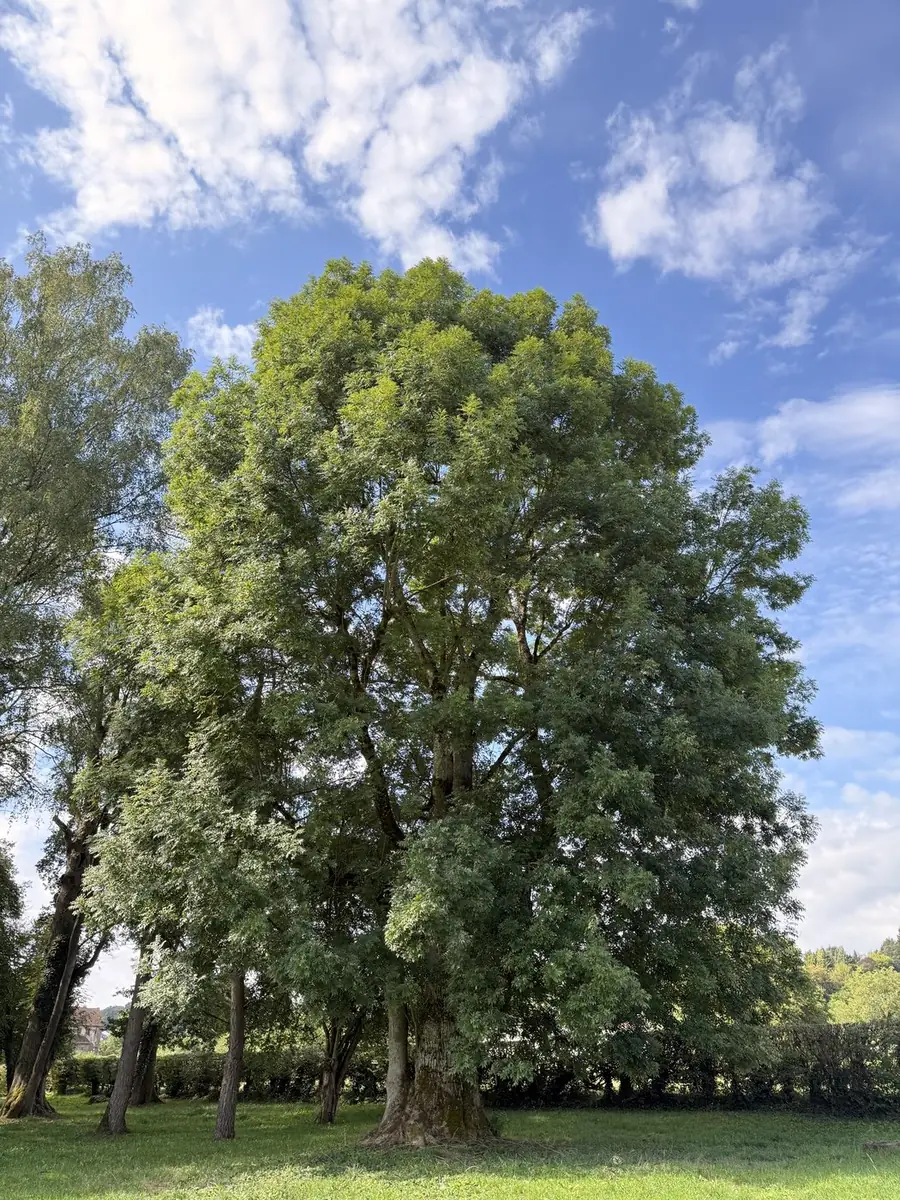 Eine alte Esche auf einer Wiese. An zwölf Stellen sitzen Punkte, die zu
            den passenden Lexikoneinträgen führen.