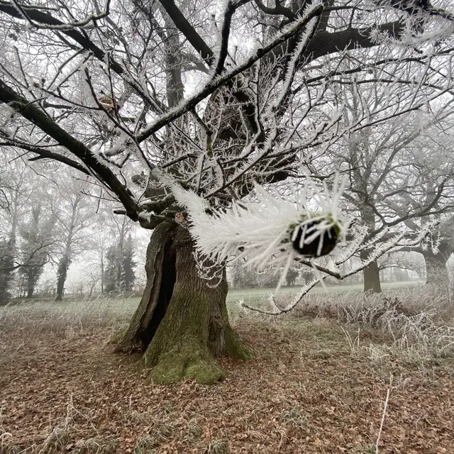 Alter Baum bei Raureif, unbelaubt, mit sichtbarer Höhlung im Stamm