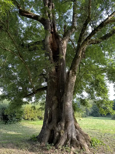 Mächtiger Stamm einer alten Esche im Park, Blick am Stamm entlang nach oben