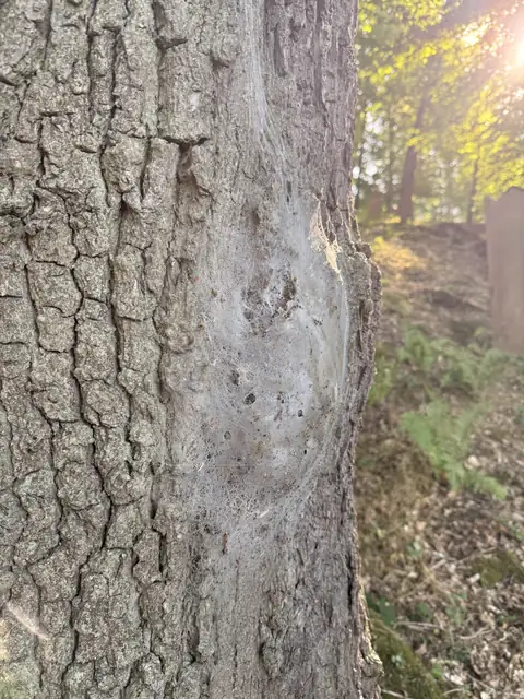 Weißes Gespinstnest des Eichenprozessionsspinners am Stamm einer Eiche