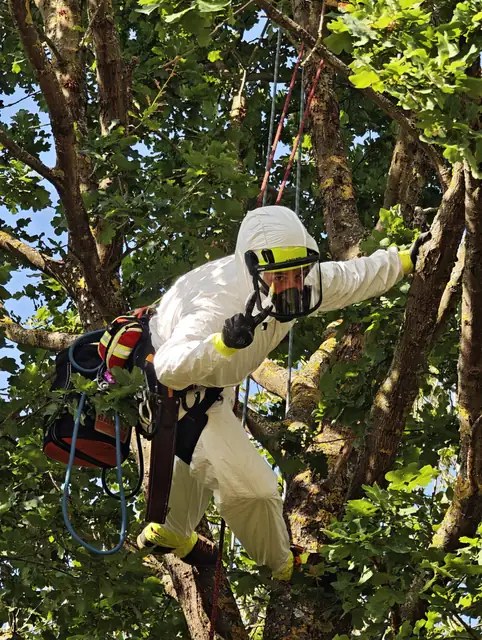 Baumpfleger im weißen Schutzanzug mit Atemschutz am Seil in einer Eichenkrone