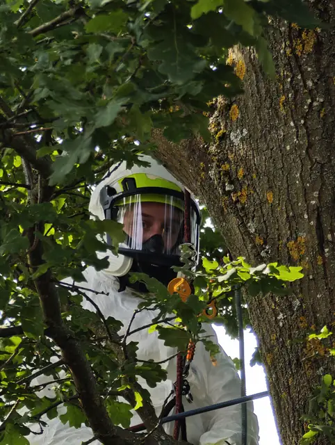 Nahaufnahme: Schutzanzug mit Vollmaske zwischen Eichenästen