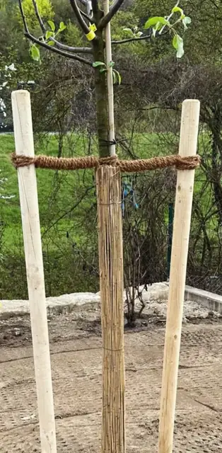 Frisch gepflanzter junger Baum zwischen zwei Holzpfählen mit Anbinder