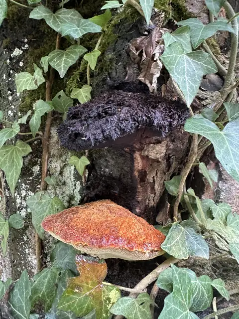 Eine alte zerfallene und darunter eine frische Pilzkonsole am Stamm