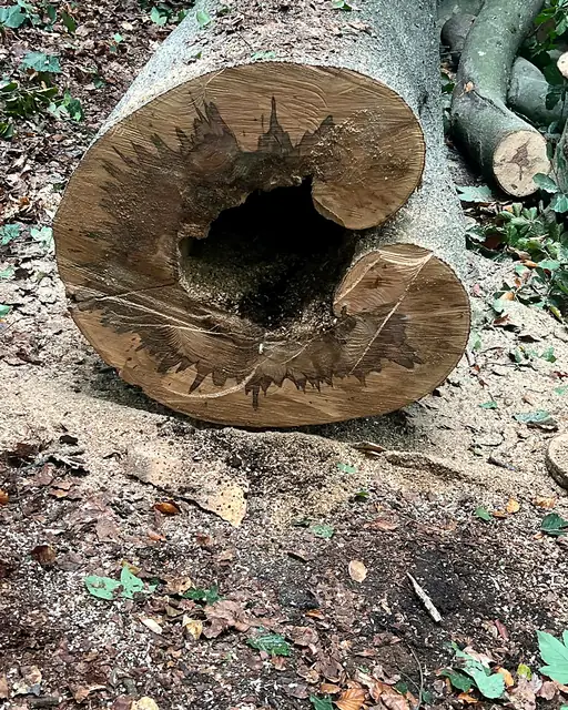 Querschnitt durch einen Stamm, das Holz im Kern ist braun und morsch
