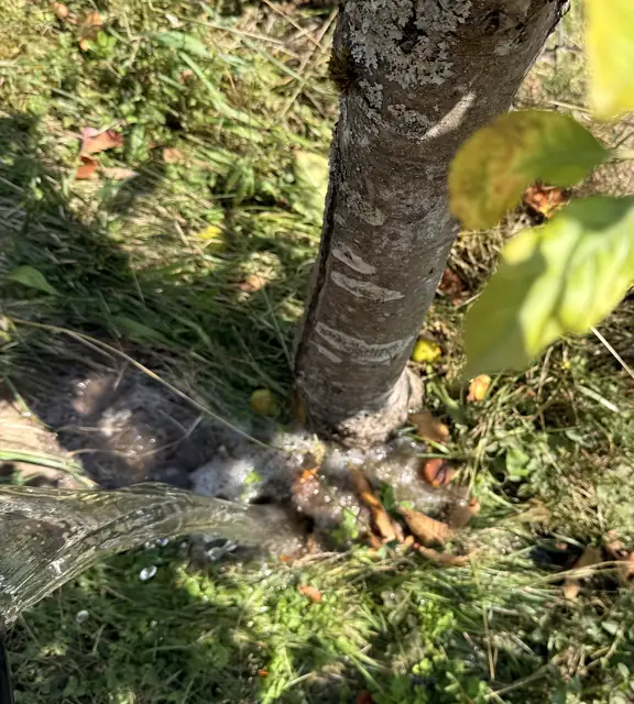 Wasser aus einem Eimer läuft am Stammfuß eines jungen Obstbaums in den Boden