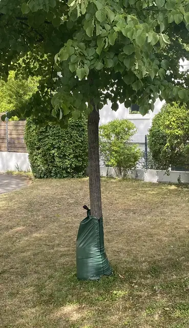 Grüner Wassersack am Stamm eines Straßenbaums, der Rasen ringsum ist vertrocknet