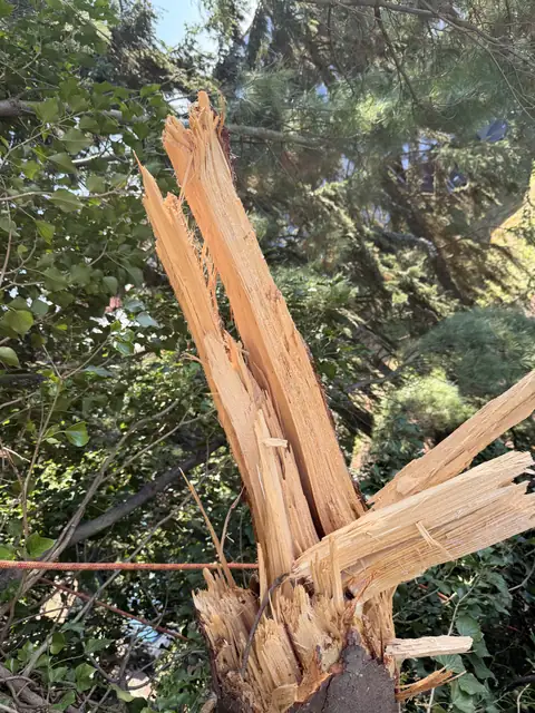 Nahaufnahme einer frischen Ausbruchstelle am Astansatz