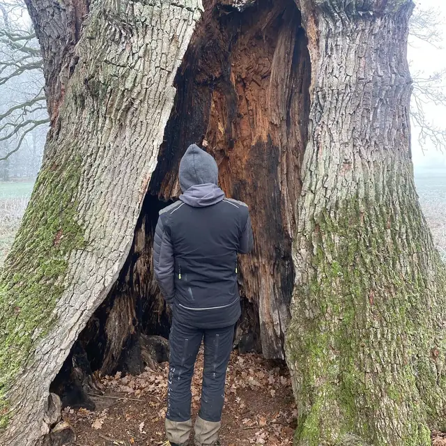 Ein Mensch steht aufrecht in der Höhlung eines alten Eichenstamms