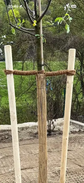 Junger Baum zwischen zwei Pfählen, frisch gepflanzt