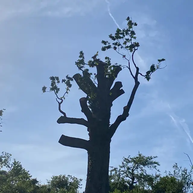 Gekappter Baum als Silhouette gegen blauen Himmel, dicke Stummel mit dünnen Nottrieben