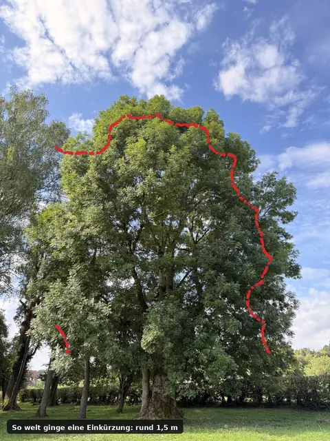 Foto einer Esche mit einer roten gestrichelten Linie, die rund anderthalb Meter innerhalb der Kronenkante verläuft