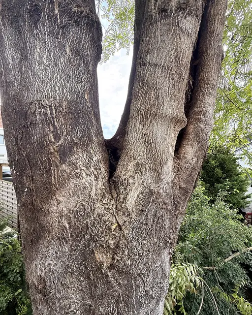 Astgabel mit eingewachsener Rinde zwischen den Stämmlingen
