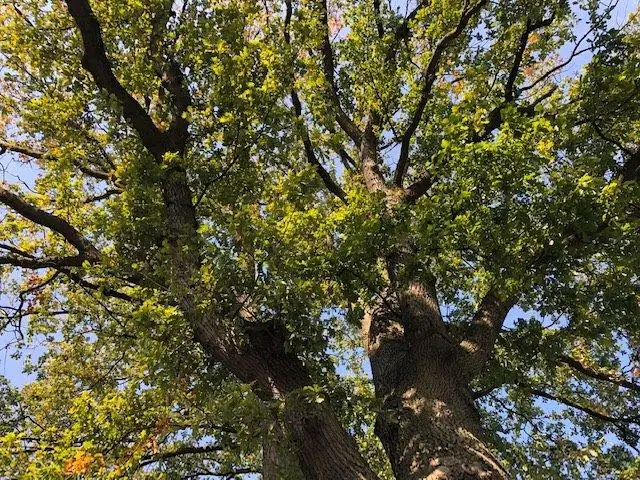 Blick von unten in eine Eichenkrone mit herbstlich gefärbtem Laub