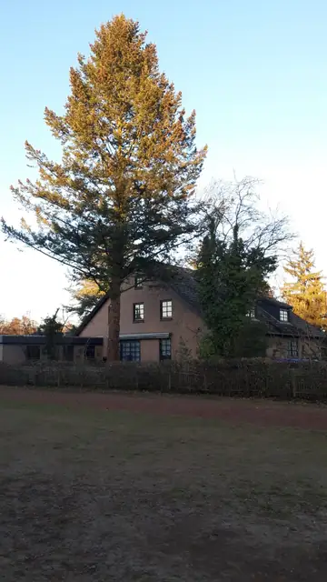 Baum, dessen untere Äste bis auf eine bestimmte Höhe entfernt wurden