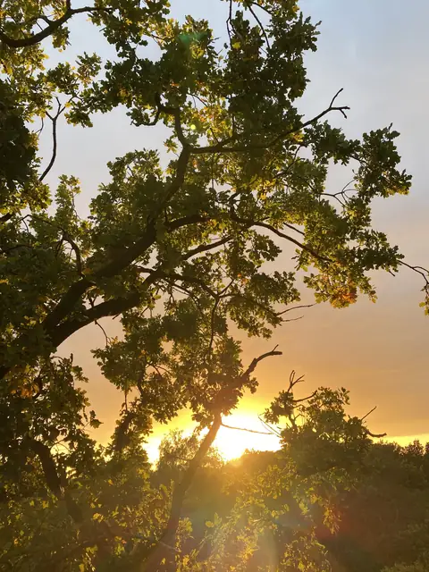 Abendsonne scheint durch die Krone einer Eiche