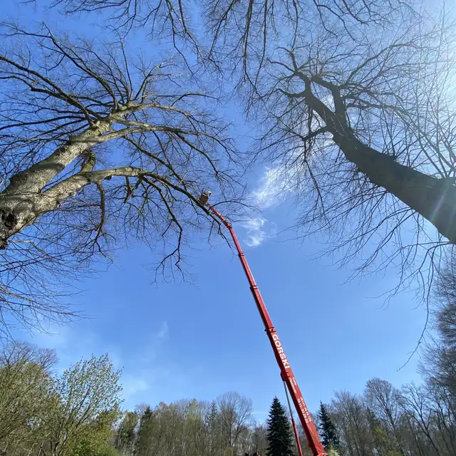 Roter Ausleger einer Hubarbeitsbühne reicht in eine kahle Baumkrone