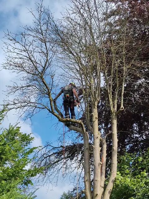 Abgestorbener Baum mit voller kahler Krone, ein Kletterer klein darin