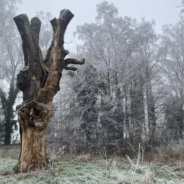 Abgestorbener Baum ohne Laub, die kahlen Äste stehen gegen den Himmel