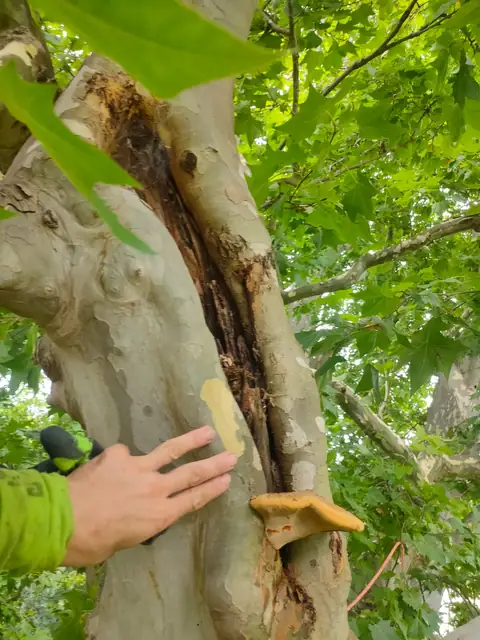 Offene Wunde an einer Platane, im Inneren morsches Holz und ein Pilz