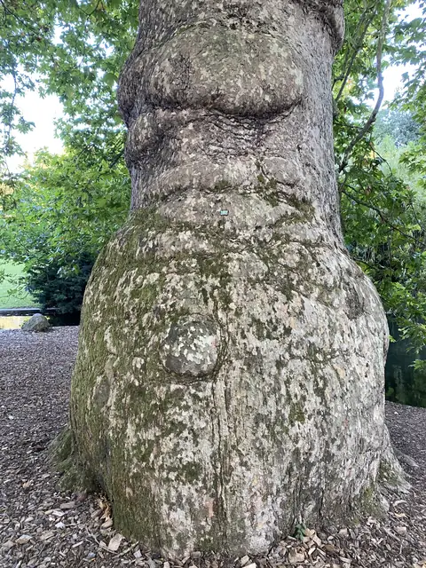 Stammfuß eines alten Baums mit ausgeprägten Wurzelanläufen